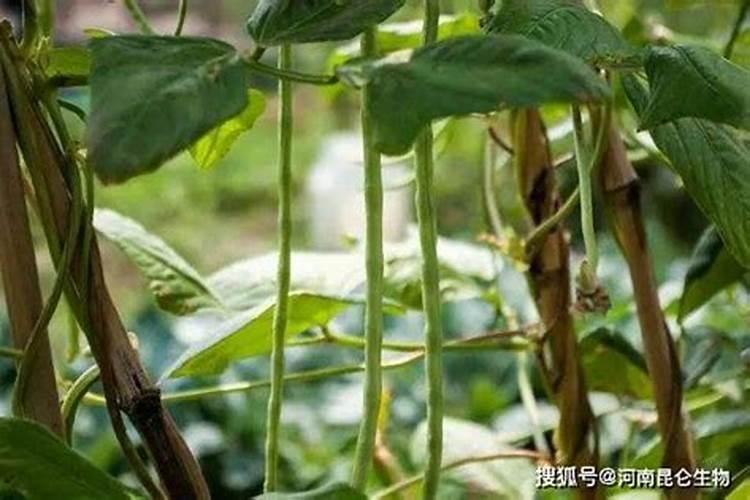 豆角用什么肥料效果好(种植豆角结果期需要什么叶面肥)