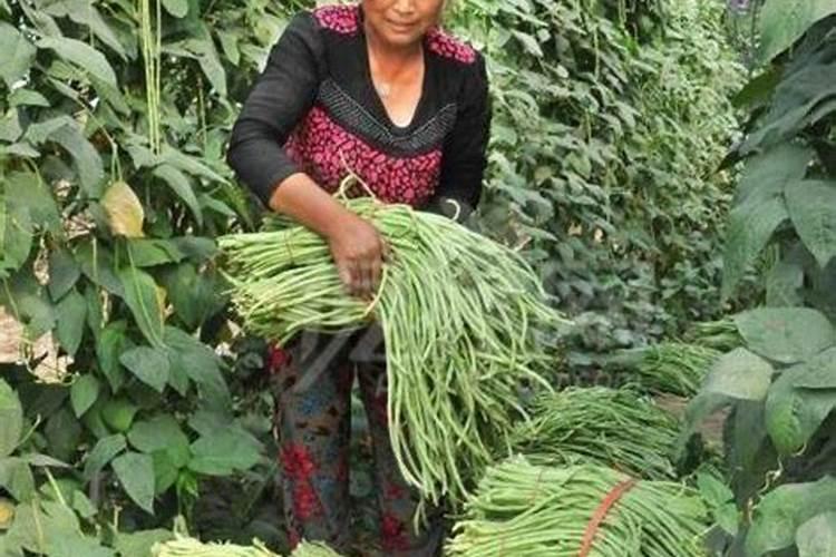 豆角开花期打什么叶面肥