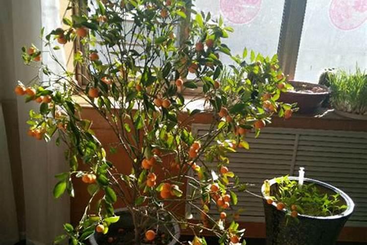 玉米缺钾肥会有什么危害