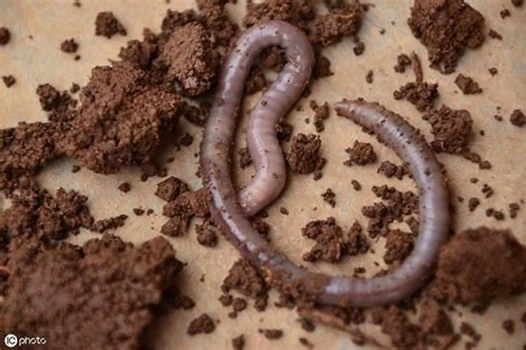 养花怎么用氮磷钾呢？