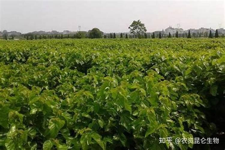 速生杨什么时候喷施叶面肥最好？