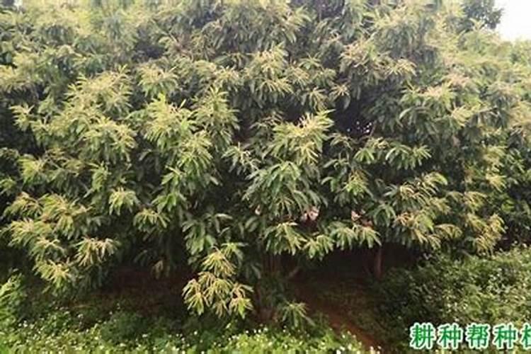 烤烟用什么叶面肥？一共需要施肥几次？