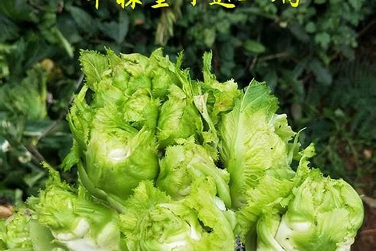 包菜的种植方法和时间 怎么种植包菜