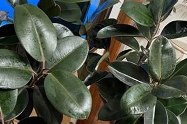 橡皮树用什么肥料好