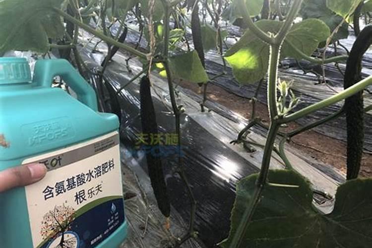 黄瓜叶子要想大而厚需要冲施什么肥料啊