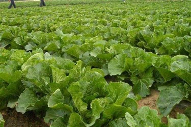 白菜施肥方法 沟上培土作垄