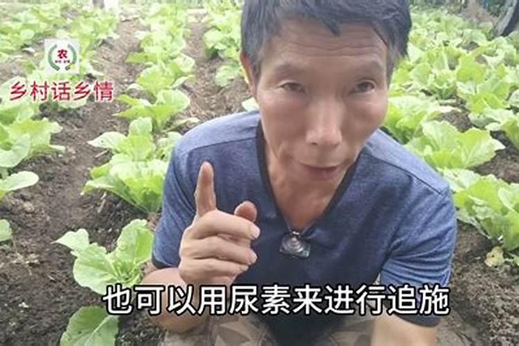 槟榔种植技术与栽培管理