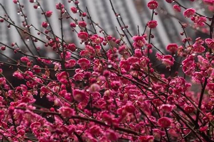 红梅花怎么养 红梅花如何养护