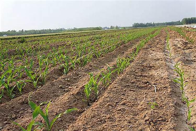 玉米底肥一次性施肥 氮磷钾 各用多少？