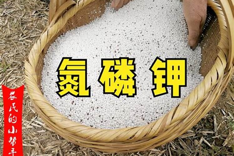 大蒜菌核病的防治方法