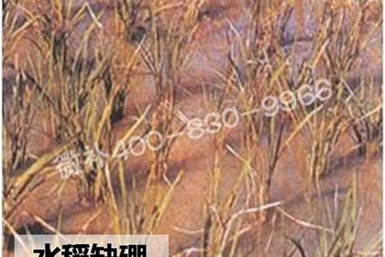 罗布泊发现钾盐矿是真的吗