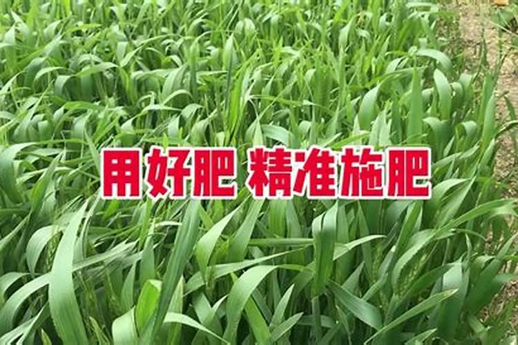 小麦施什么肥最好