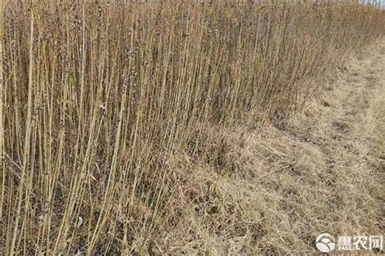 绿色灌木有哪些品种(常见绿化灌木名称及图片)