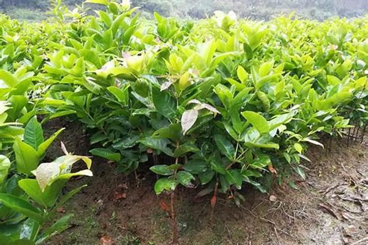 种莲雾施什么肥