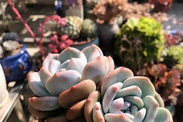 多肉施肥方法,用什么肥好