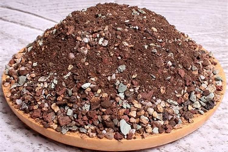 多肉植物用什么肥