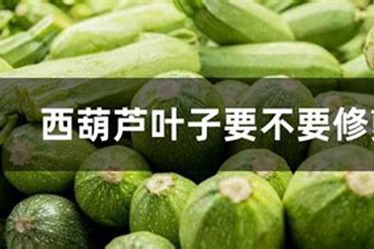 秋季种植西葫芦如何高产