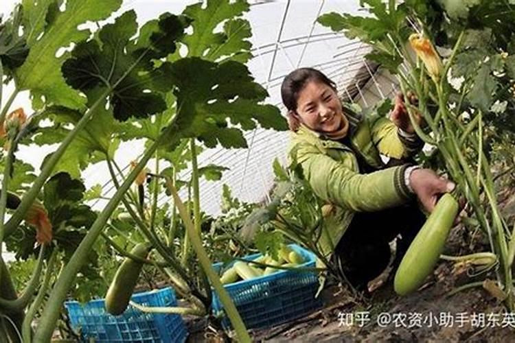 西葫芦喷什么叶面肥结果多？西葫芦用什么肥料可以果实膨大？
