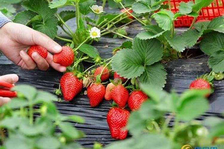 草莓需要什么肥料配比