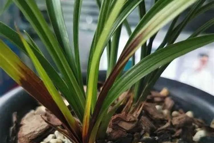 兰花防病怎样浇灌和喷叶面肥 谢谢朋友们