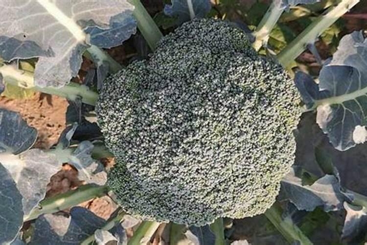 油柑种植注意事项