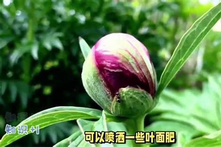 牡丹芍药施肥用磷酸二氢钾浇灌行吗？