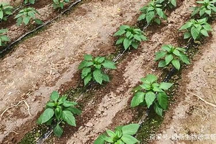 吲哚丁酸溶液在哪里卖的到