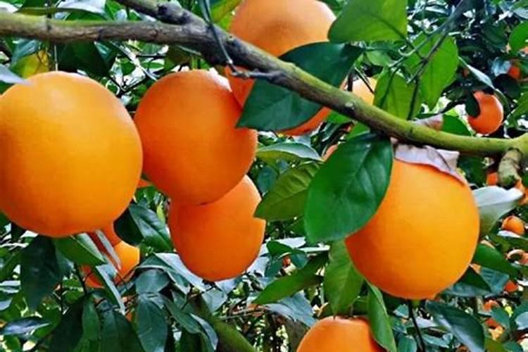 螯合镁肥的正确使用方法