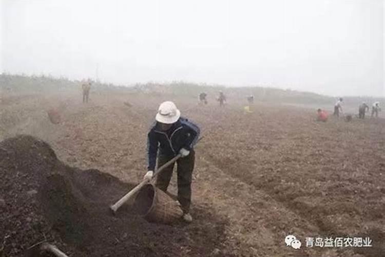 有机肥适合种什么花