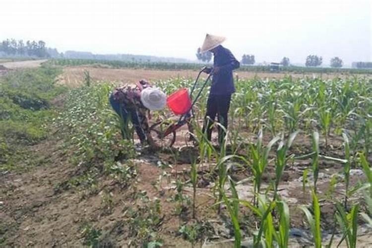 我盆栽的草莓结花了 需要施肥吗