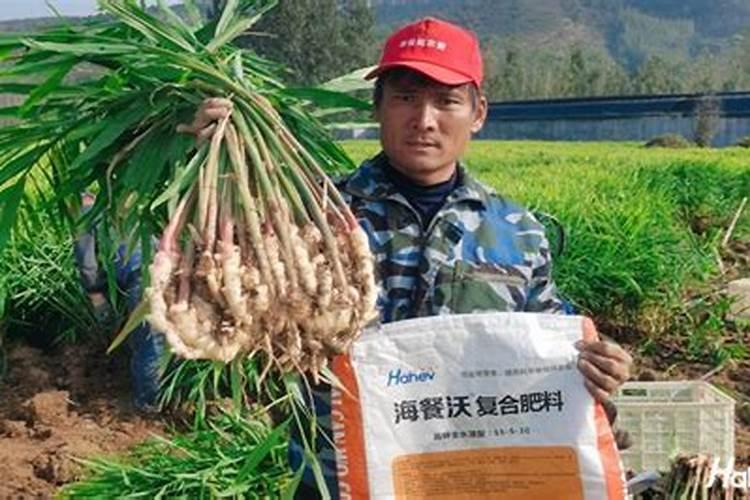 家里养花,只要准备3种肥料就够了