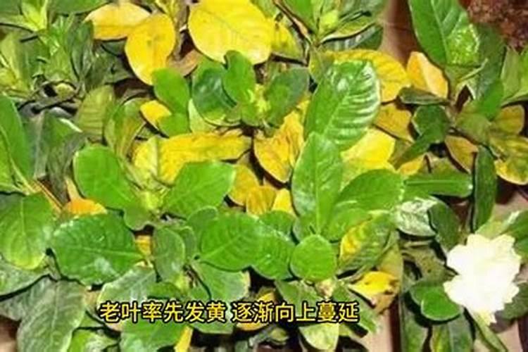 硼肥什么时候施肥最好