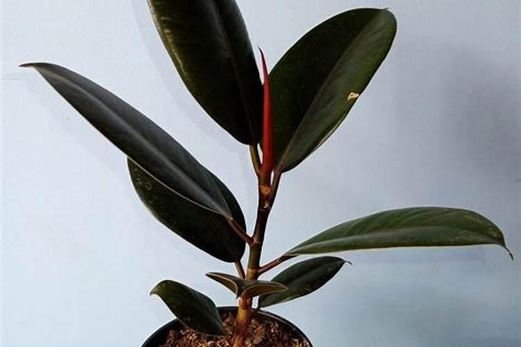 昙花长花蕾的时候可以施肥吗