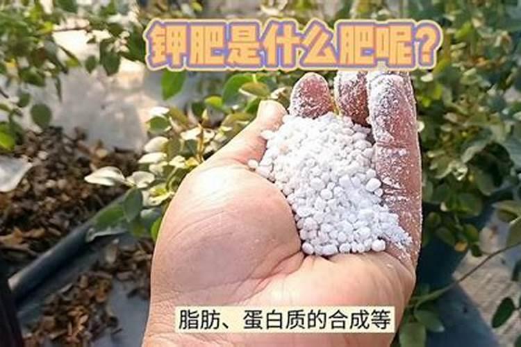 樱花树施肥
