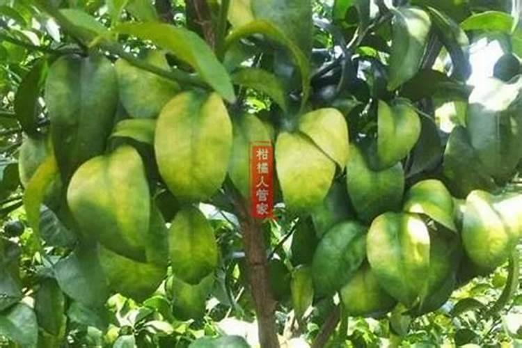 柑橘浮皮果发生的原因有哪些