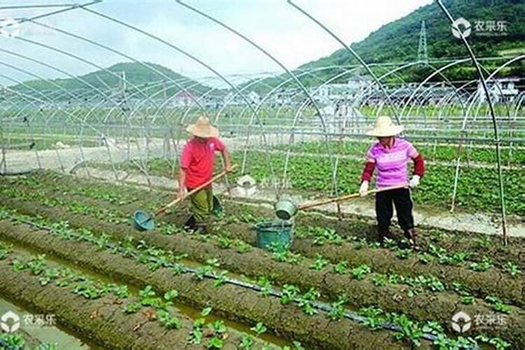 草莓结果的时候要施什么肥