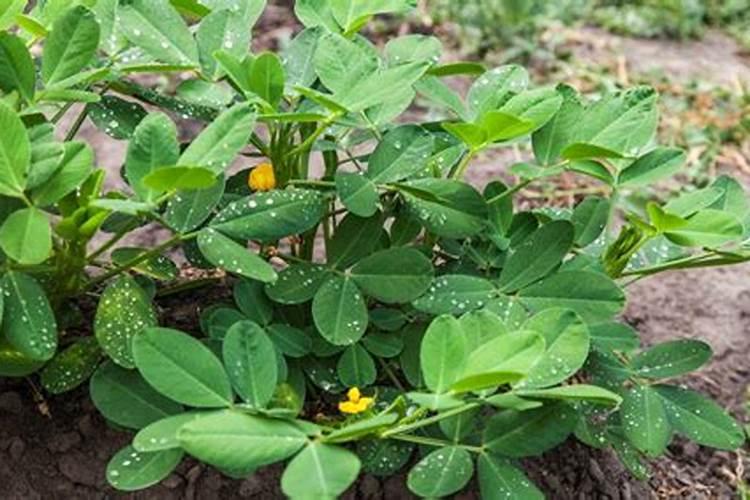 种大豆、花生等豆科植物,不需要多施氮肥,原因是( )A.土壤中氮肥较多B...