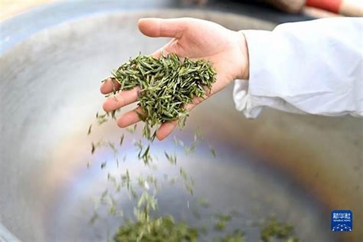 春茶前期管理的九大步骤