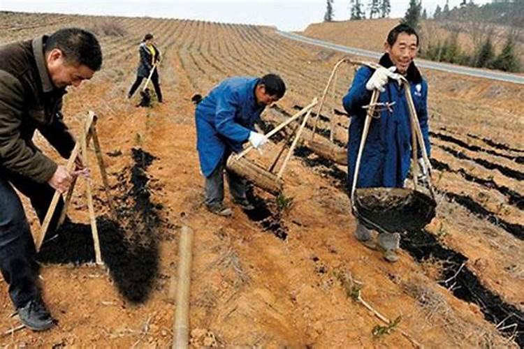 药材壮根王如何使用？