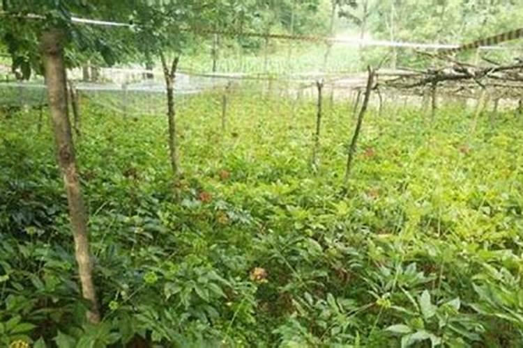 ...柴胡用什么肥料可以生根,壮根灵哪个牌子的好？