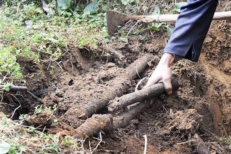 中药材天麻用什么肥料长根,中药材天麻壮根肥什么时候施肥？