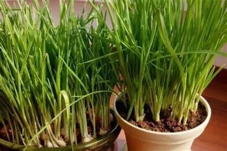 有机种植怎么施肥？