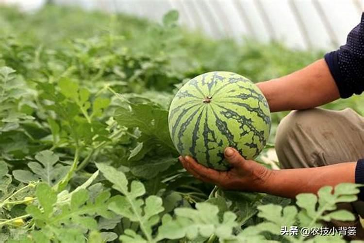 水溶肥知名品牌有哪些？