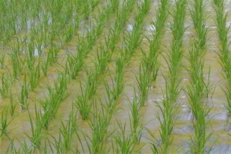 湖北宜施壮农业科技有限公司和山东众德集团哪个好质量