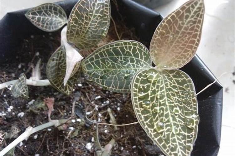 怎样种植金线莲