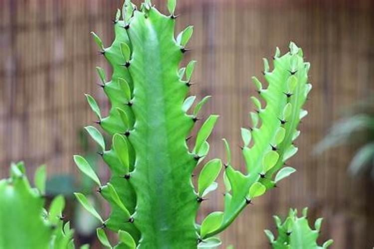 龙骨花怎样施肥