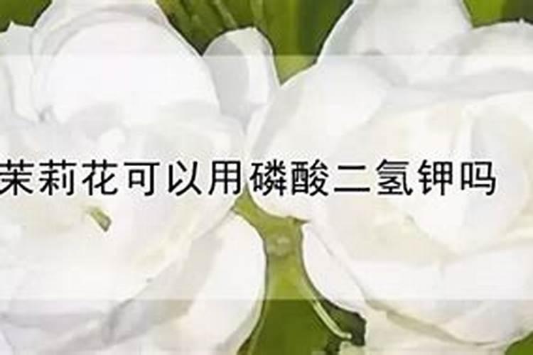 茉莉花可以用磷酸二氢钾吗