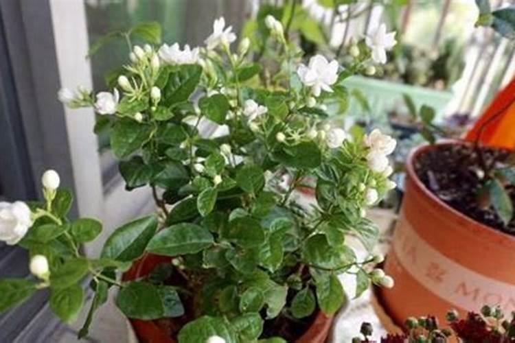 茉莉花如何用尿素和磷酸二氢钾