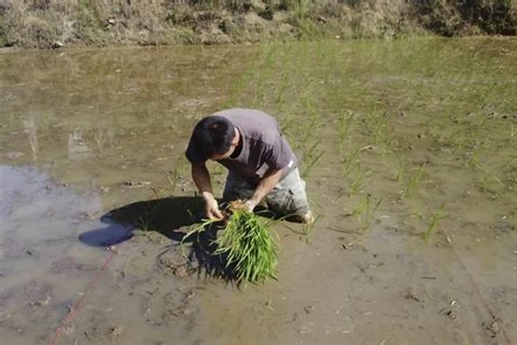 水溶肥知名品牌有哪些？