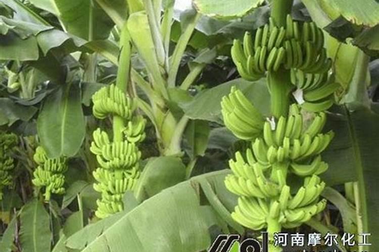 氯化铵含氮多少